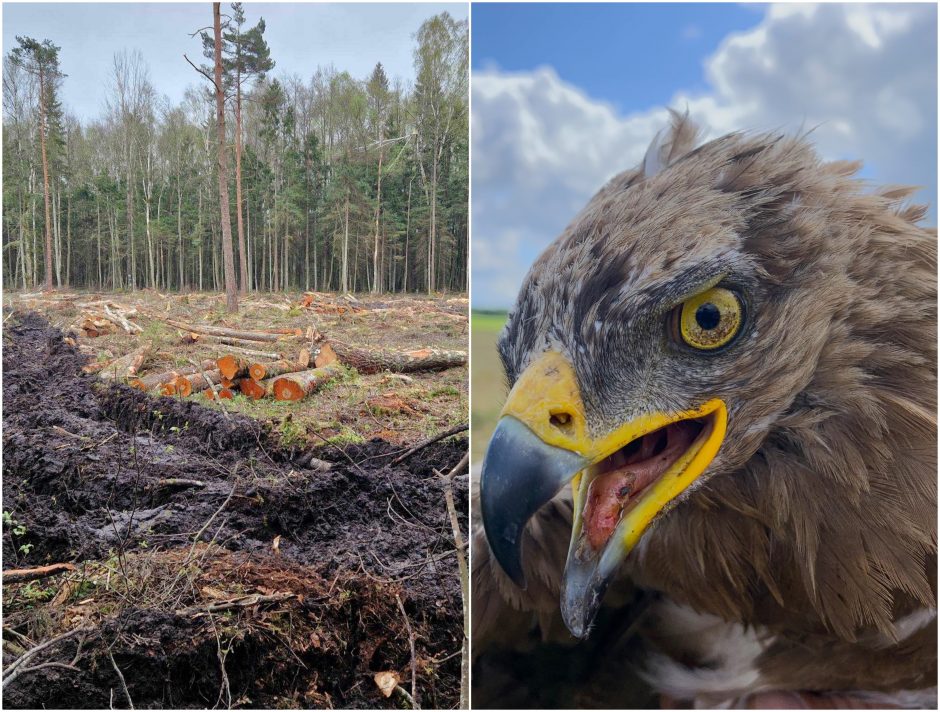 Stebina plynų kirtimų logika Klaipėdos rajone