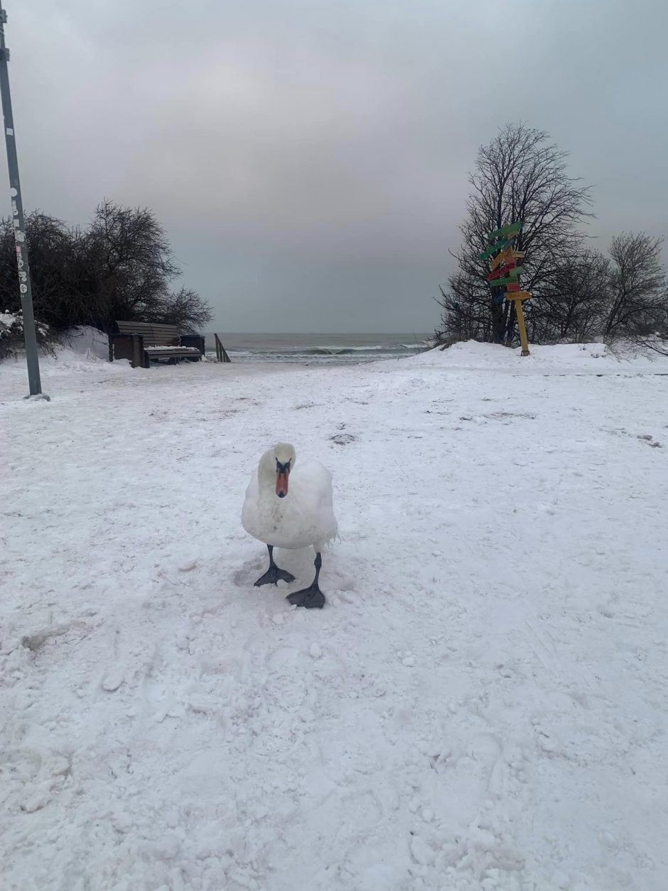 Melnragėje – paklydusi gulbė: žmonės suskubo padėti