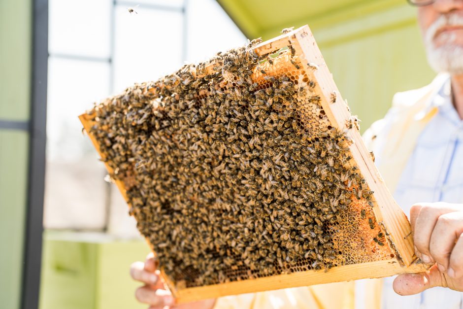 Verslo miestelio „Urban HUB“ statybų pradžią paskelbė įkurdinta bičių bendruomenė