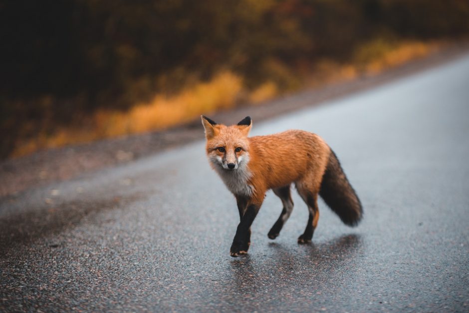 Tamsiuoju metu – grėsmės keliuose