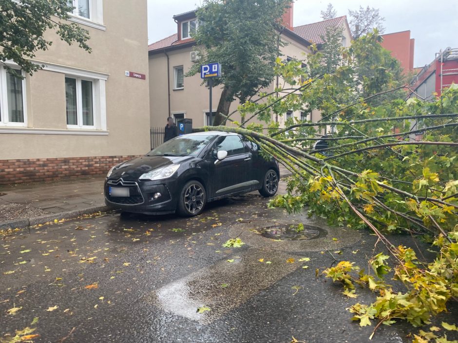 Klaipėdoje vėjas vėl „tikrina“ medžių stiprumą