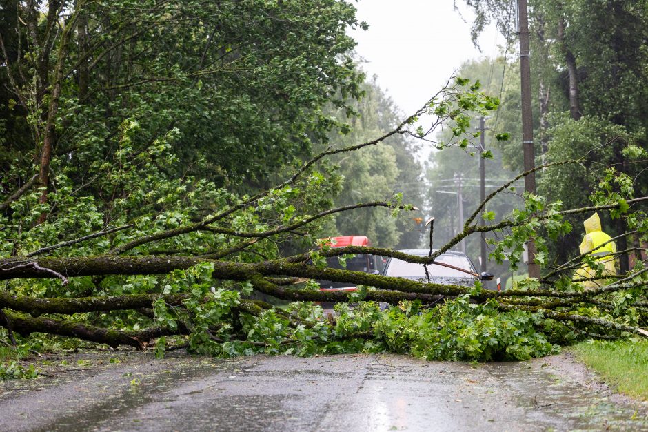 Premjerė: reikia rasti balansą tarp elektros infrastruktūros apsaugos ir medžių šalinimo