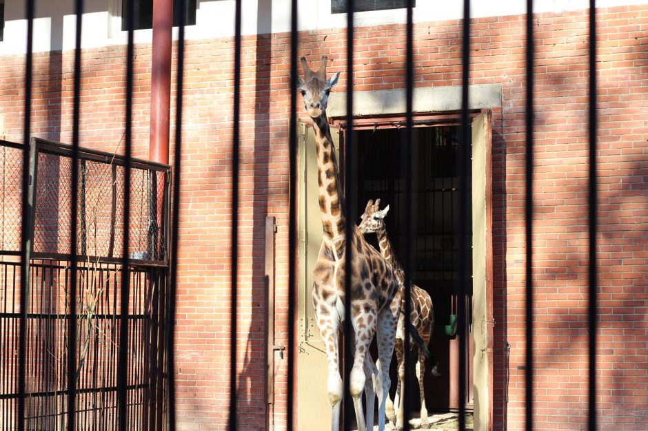 Naujų mokslo metų pradžią galima atšvęsti ir Kauno zoologijos sode