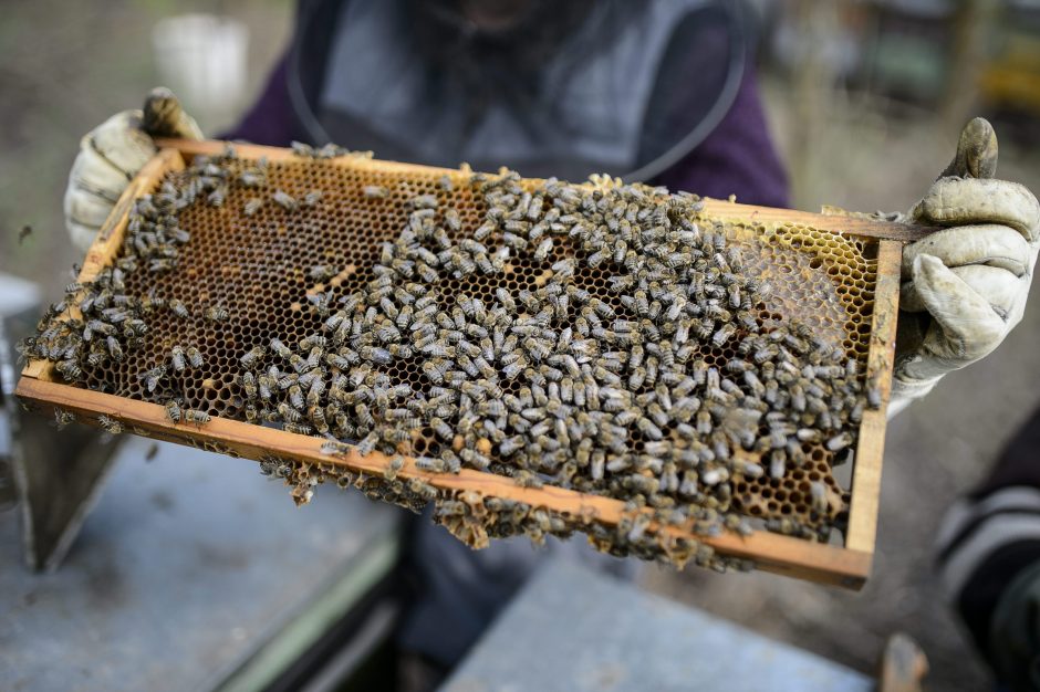 Bitininkai kitais metais sulauks beveik milijono eurų paramos