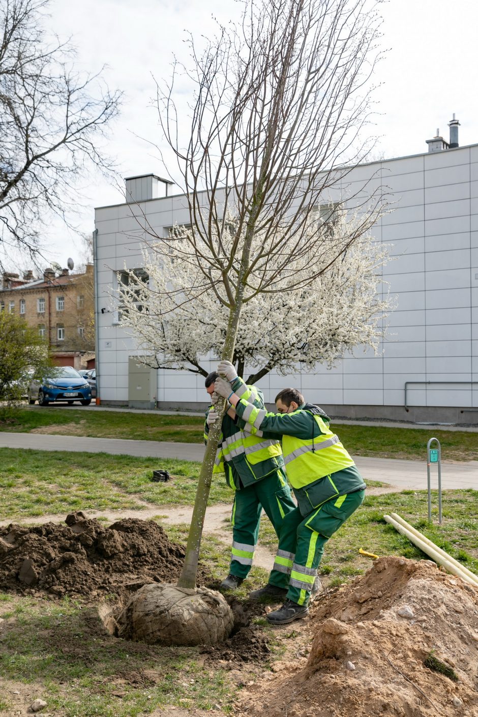 Žalesnis Vilnius: nuo ambicingo medžių sodinimo iki naujos želdynų strategijos