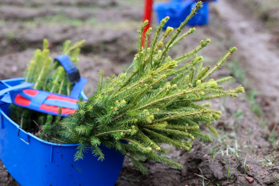 Nacionalinis miškasodis sutelkė gamtos mylėtojus: Lietuvos miškuose pasodinta 2 mln. naujų medžių