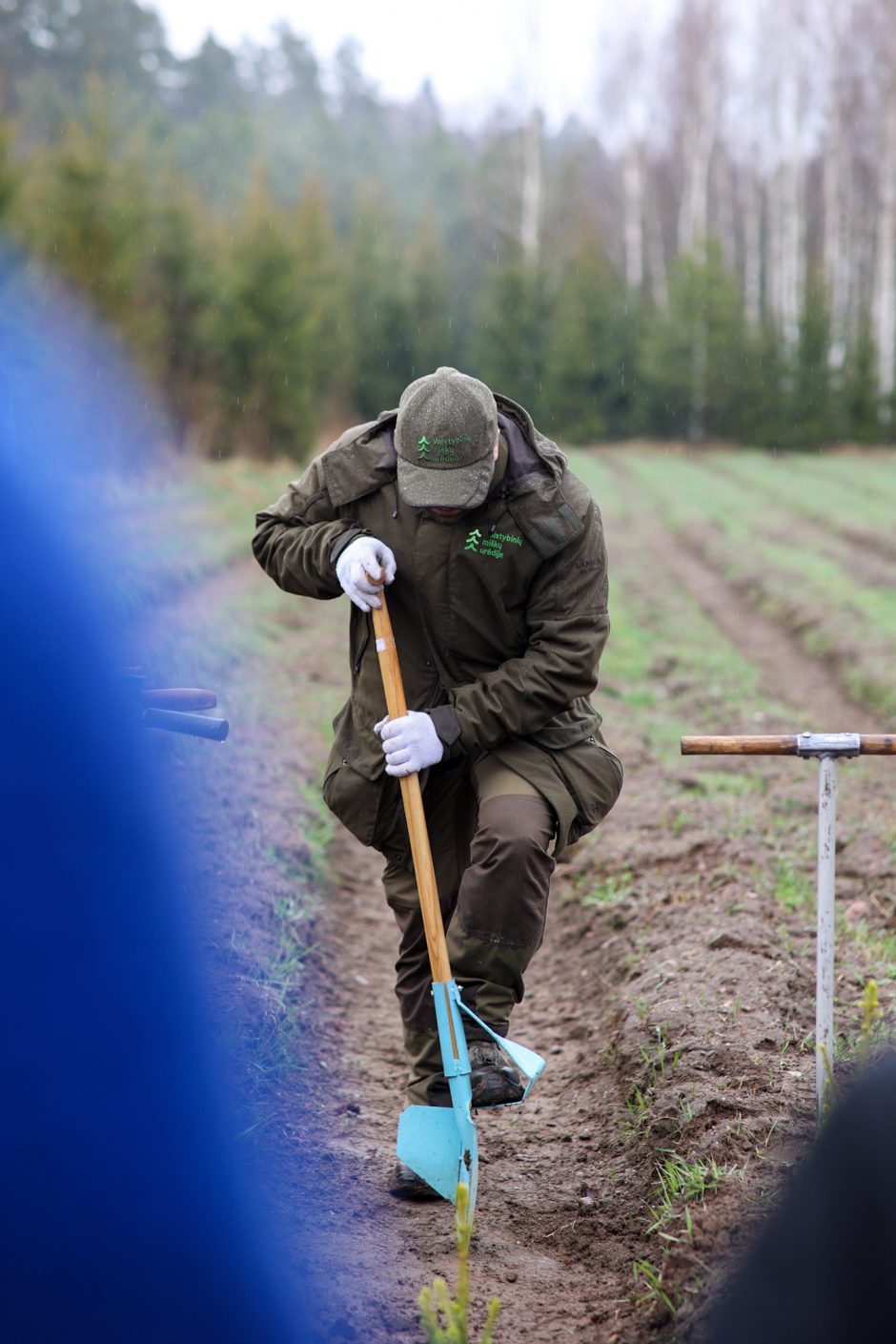 Nacionalinis miškasodis sutelkė gamtos mylėtojus: Lietuvos miškuose pasodinta 2 mln. naujų medžių