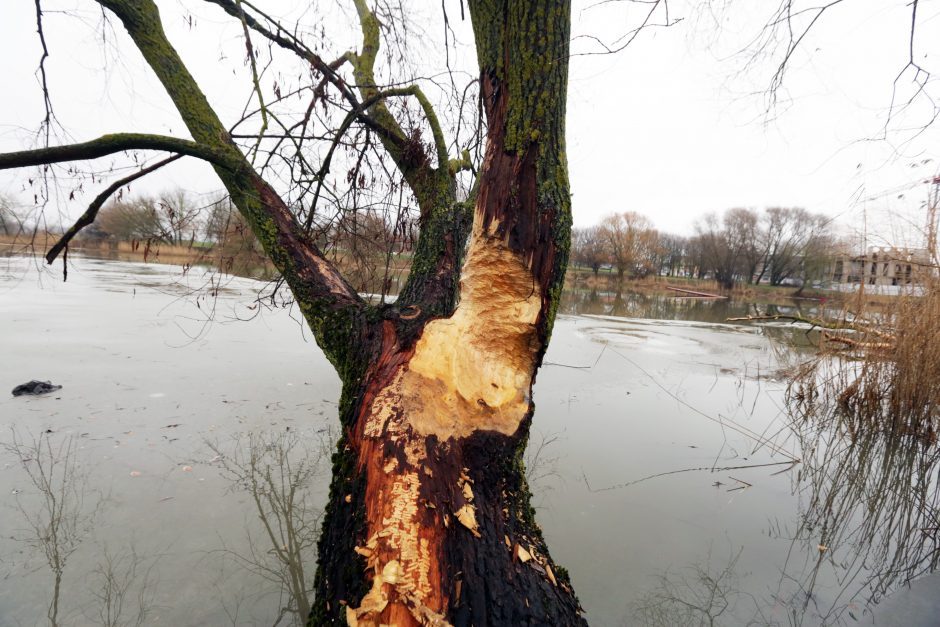 Klaipėdos Malūnų parke bebrai nugraužė 17 medžių 