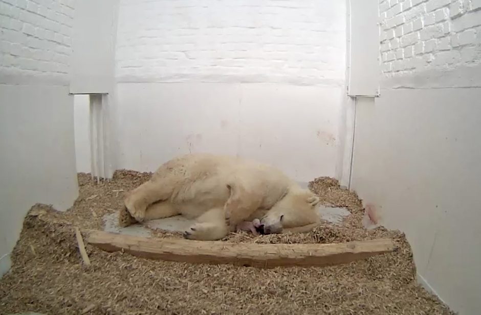 Berlyno zoologijos sodas neteko dar vieno baltojo lokio jauniklio
