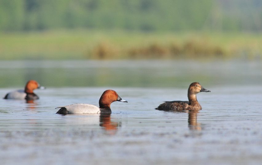 Ornitologų Lietuvos metų paukščiu paskelbta rudagalvė antis – ties išnykimo riba