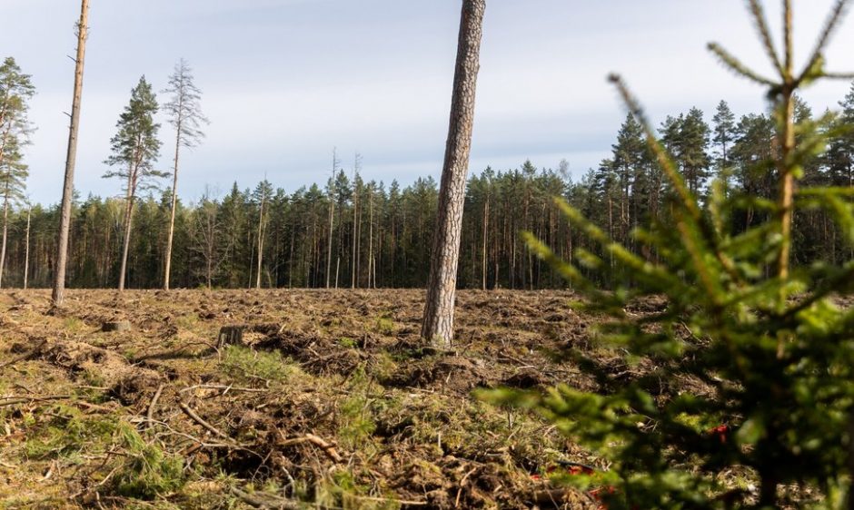 Dėl „Rail Baltica“ tiesimo Seimas leido kirsti miškus, įrengti laikinus kelius