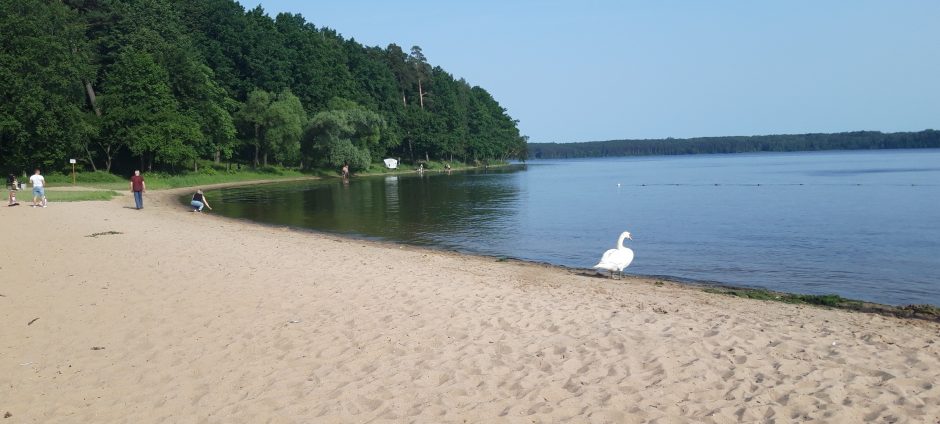 Kauno marių paplūdimio poilsiautojus stebina drąsi gulbė