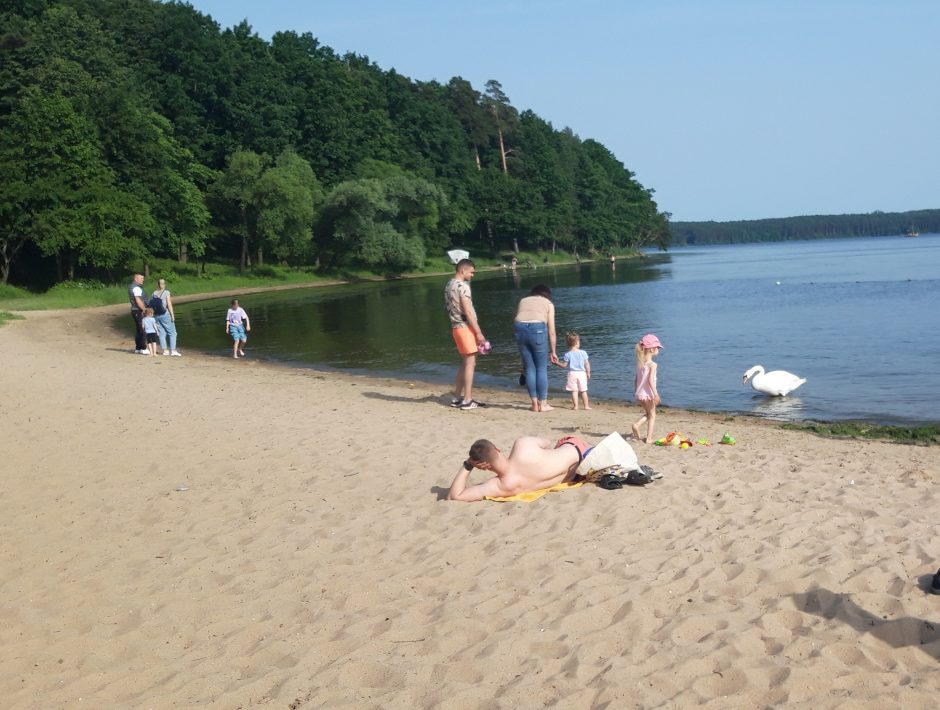 Kauno marių paplūdimio poilsiautojus stebina drąsi gulbė