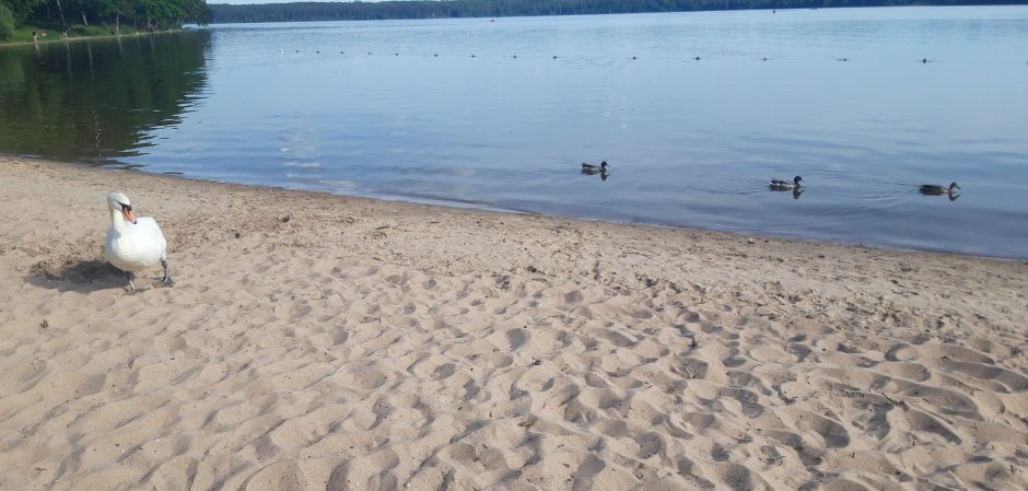 Kauno marių paplūdimio poilsiautojus stebina drąsi gulbė