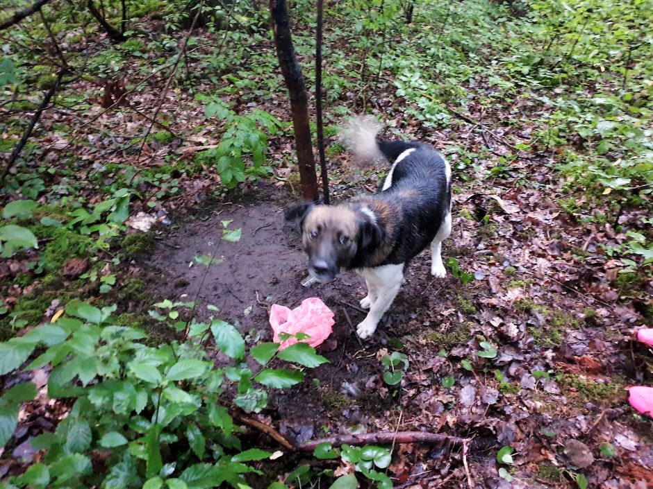 Beribis žiaurumas: batraiščiu prie medžio pririštą šunį paliko mirti miškelyje