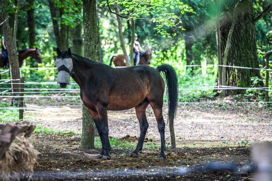 Žirgai moksleiviams bei studentams atstoja ir vakarėlius