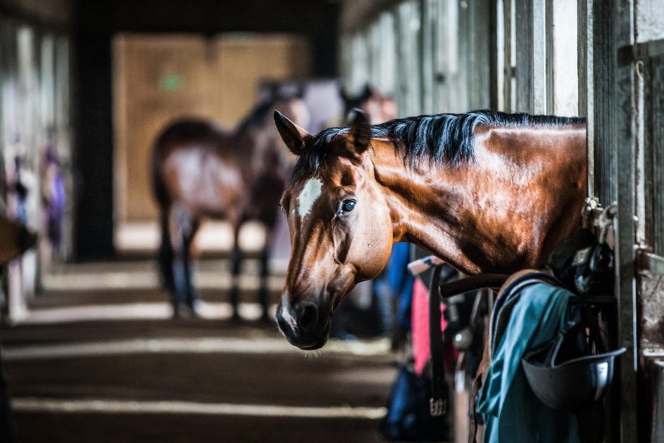 Žirgai moksleiviams bei studentams atstoja ir vakarėlius