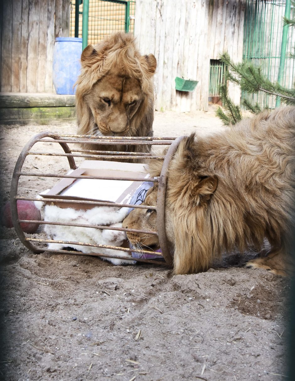 Zoologijos sodo gyvūnams – tūkstančius kilogramų sveriančios dovanos