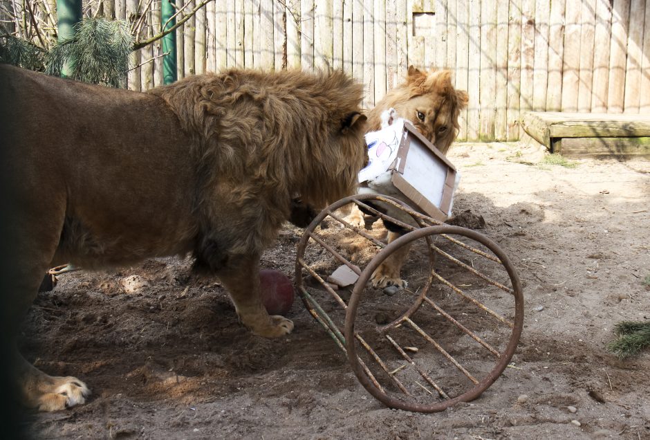 Zoologijos sodo gyvūnams – tūkstančius kilogramų sveriančios dovanos