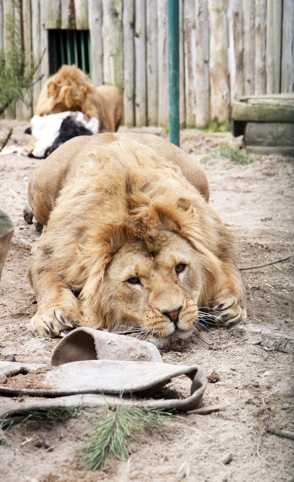 Zoologijos sodo gyvūnams – tūkstančius kilogramų sveriančios dovanos