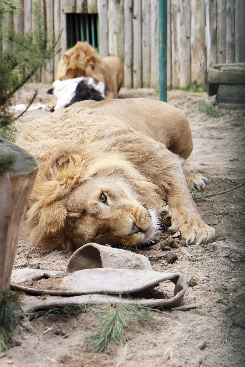 Zoologijos sodo gyvūnams – tūkstančius kilogramų sveriančios dovanos