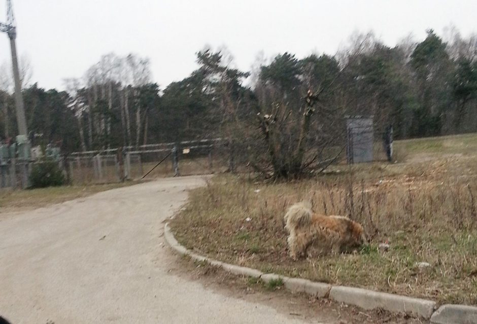 Stadiono gatvės siaubas – mišrūnas