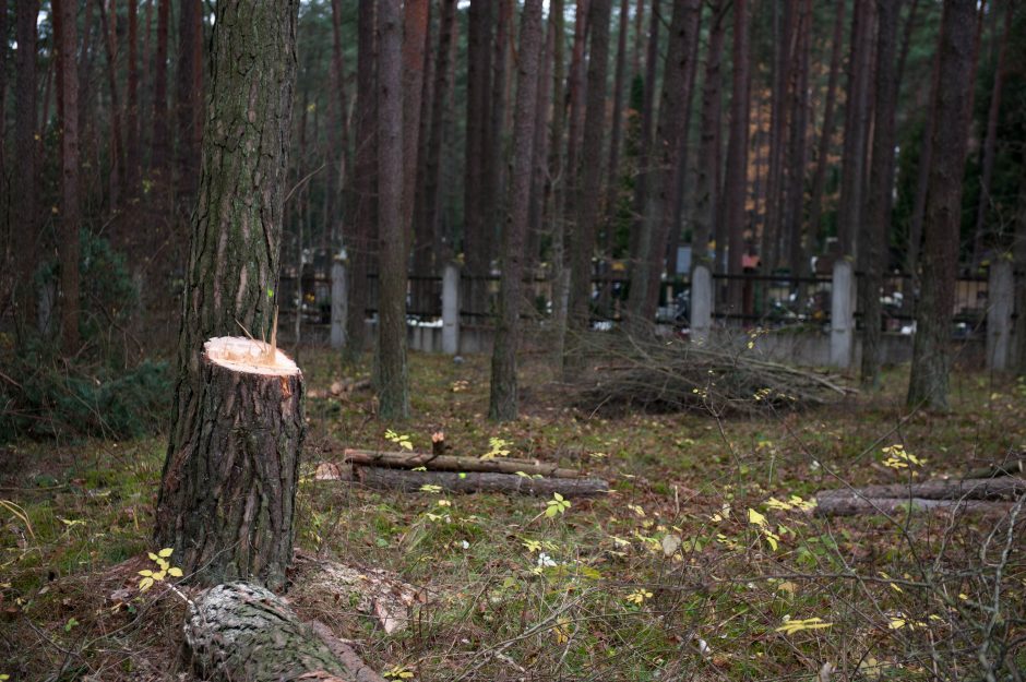 Kodėl už Petrašiūnų kapinių tvoros dešimtimis pjaunami medžiai?