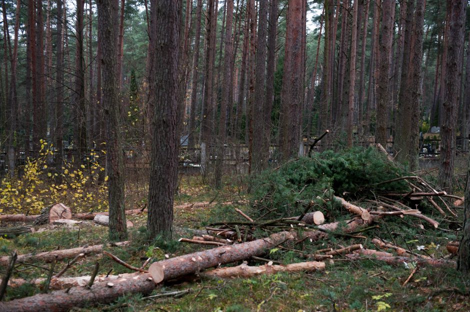 Kodėl už Petrašiūnų kapinių tvoros dešimtimis pjaunami medžiai?