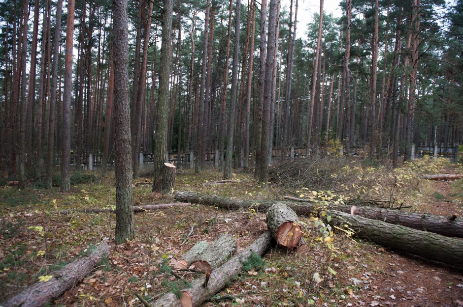 Kodėl už Petrašiūnų kapinių tvoros dešimtimis pjaunami medžiai?