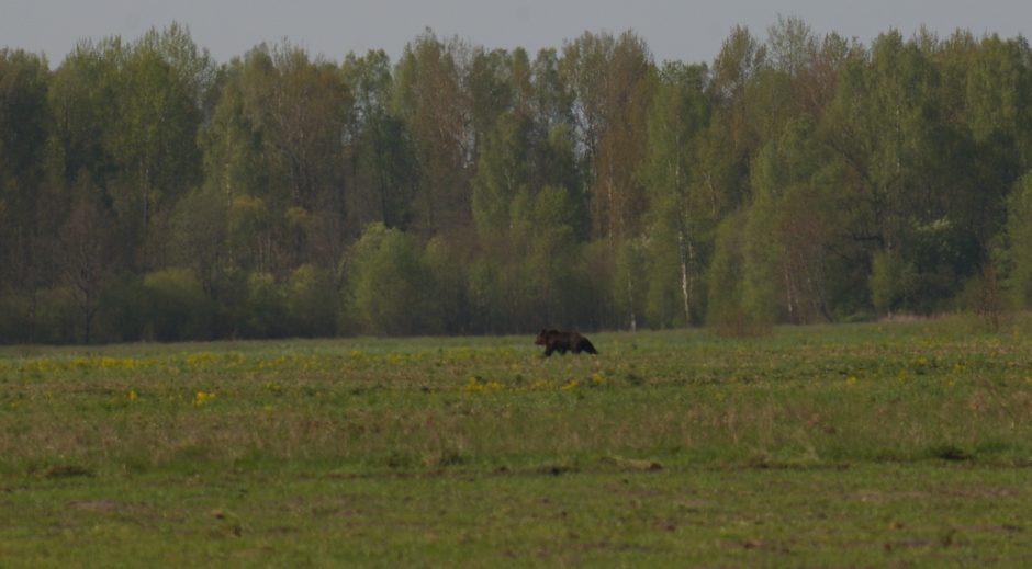 Čia tai bent: Trakų rajone pastebėtas rudasis lokys