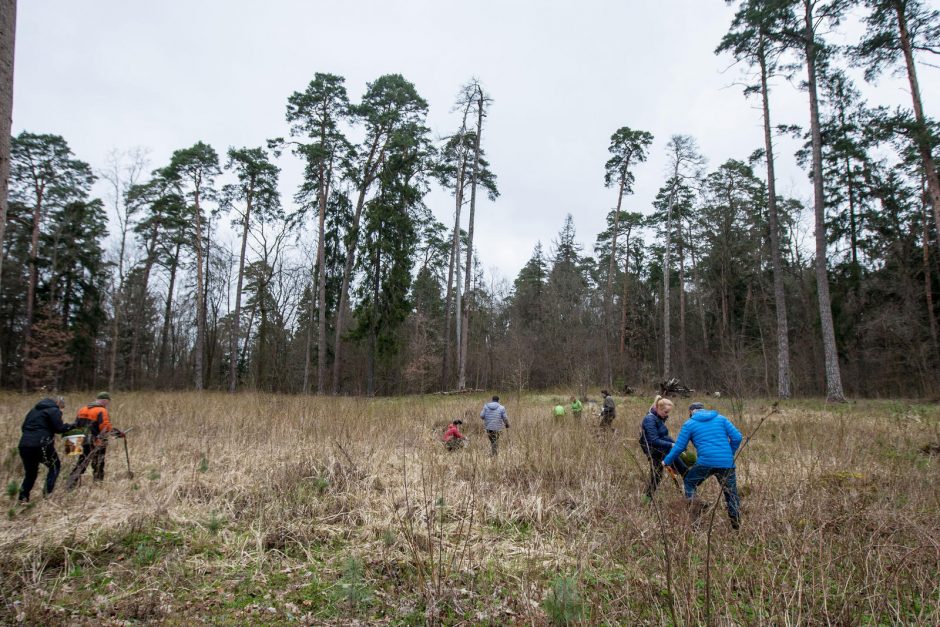 Panemunėje ir Lampėdžiuose – dešimtys tūkstančių pušelių