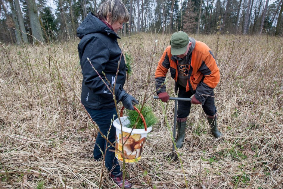 Panemunėje ir Lampėdžiuose – dešimtys tūkstančių pušelių