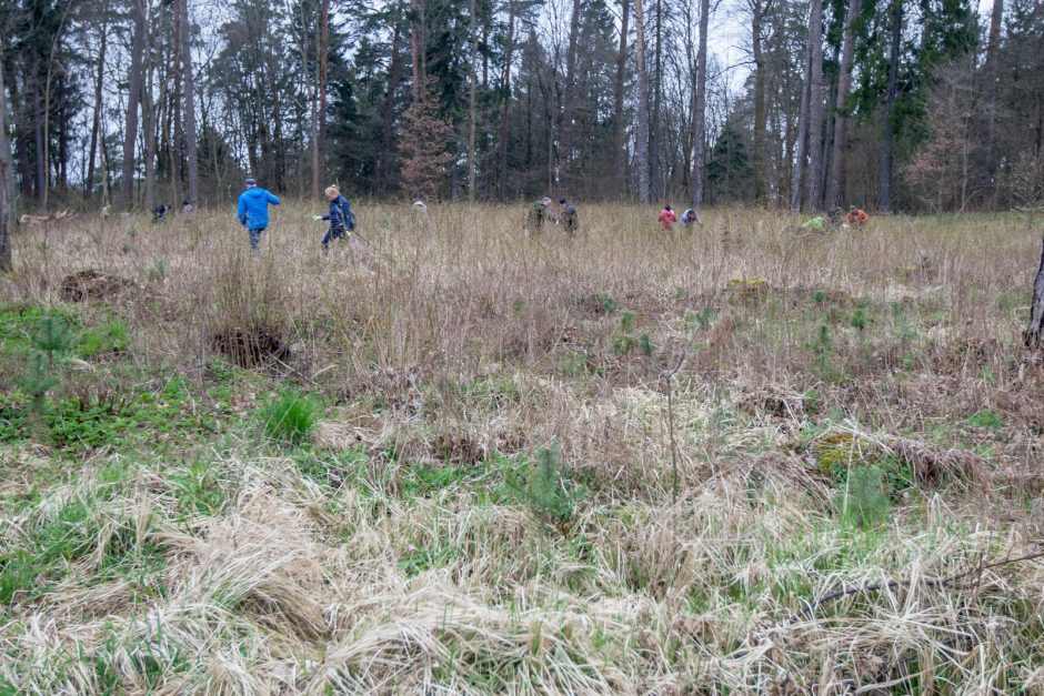 Panemunėje ir Lampėdžiuose – dešimtys tūkstančių pušelių