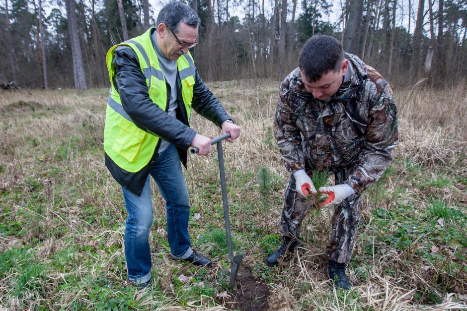 Panemunėje ir Lampėdžiuose – dešimtys tūkstančių pušelių