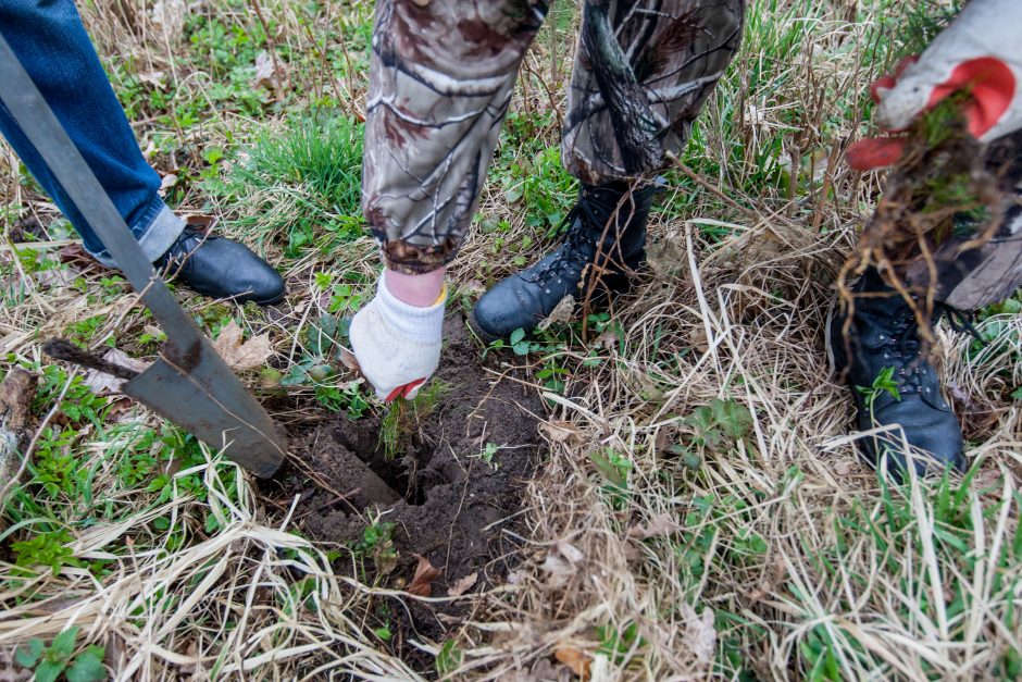 Panemunėje ir Lampėdžiuose – dešimtys tūkstančių pušelių