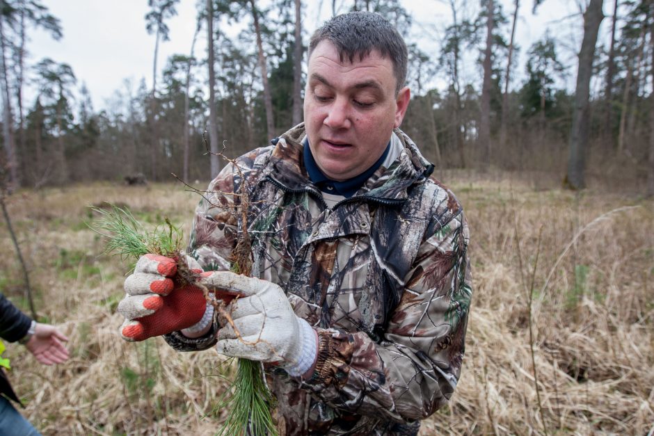 Panemunėje ir Lampėdžiuose – dešimtys tūkstančių pušelių