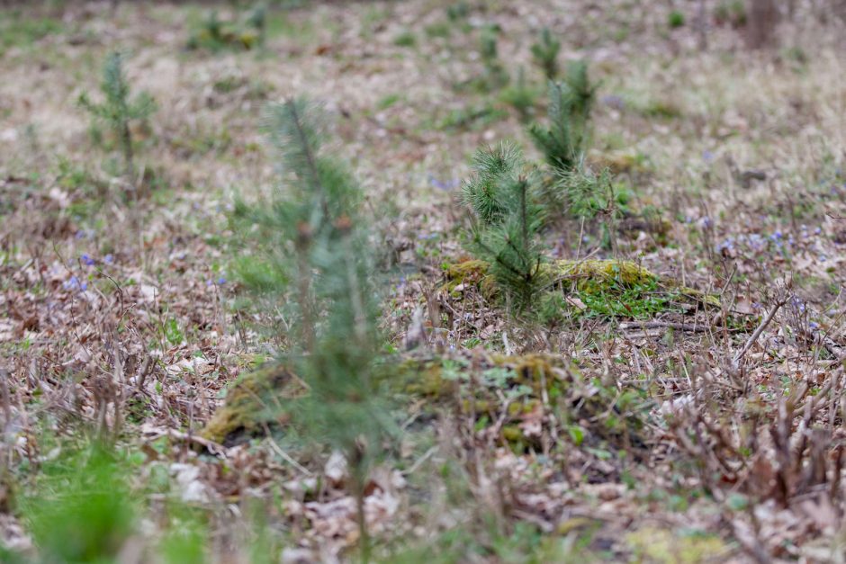 Panemunėje ir Lampėdžiuose – dešimtys tūkstančių pušelių