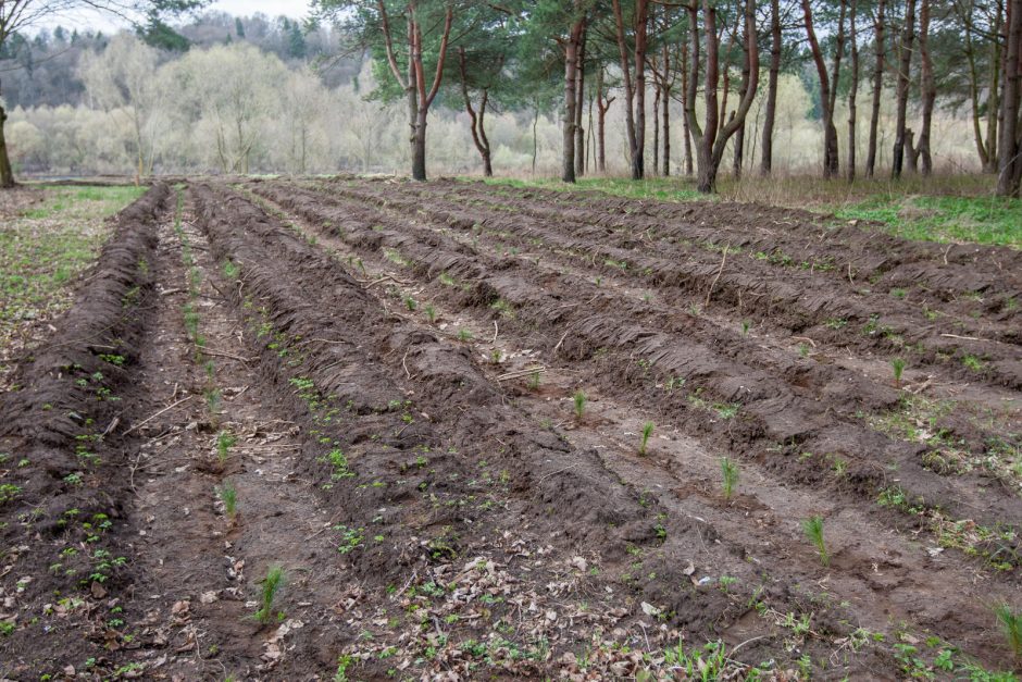 Panemunėje ir Lampėdžiuose – dešimtys tūkstančių pušelių