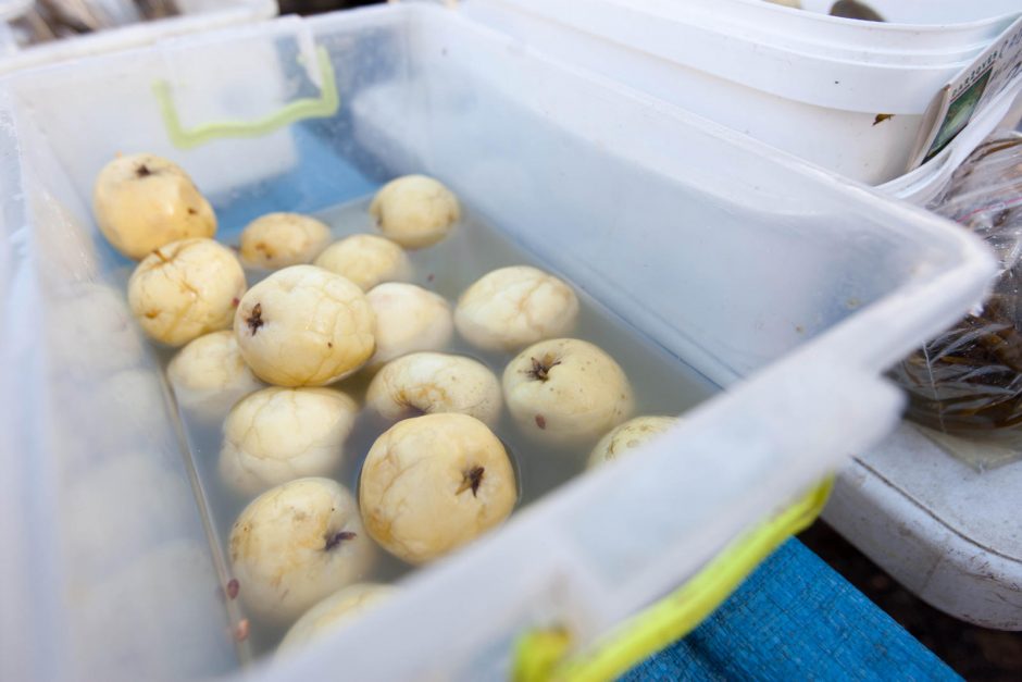 Šeštadienio ritualas turgelyje: pokalbiai, rudens gėrybės ir vainikai