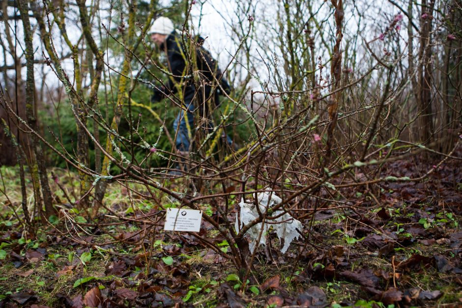 Botanikos sode kvepia pavasariu – sprogsta medžių pumpurai ir skleidžiasi gėlės