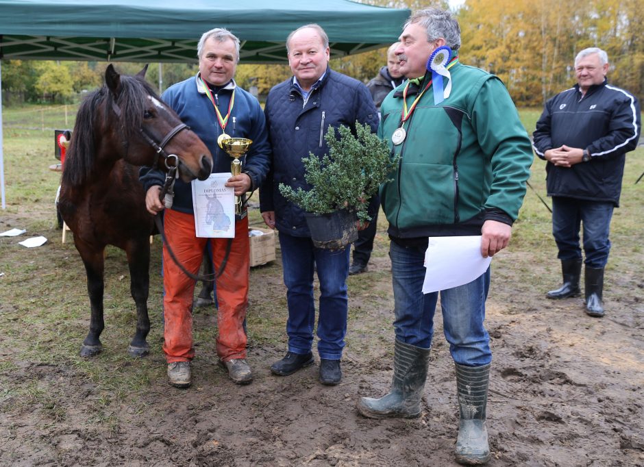 Žiegždrių pamiškėmis lenktyniavo legendiniai žemaitukai