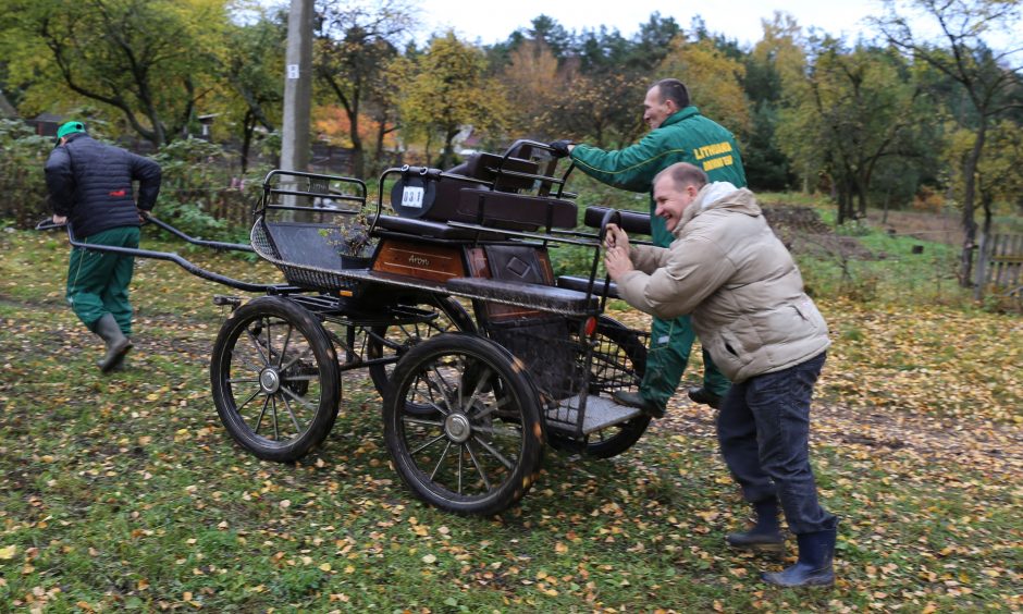 Žiegždrių pamiškėmis lenktyniavo legendiniai žemaitukai