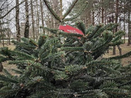 Skelbimas - AUKŠČIAUSIOS KOKYBĖS KĖNIAI VILNIUJE IR KAUNE. NEMOKAMAS PRISTATYMAS!