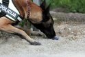 Patarimas: vaikų teisių apsaugos kontrolierė norėtų, kad moksleivių policijos šunys neuostytų.