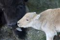 Pasitaiko: pastarąjį kartą baltas bizono jauniklis gimė prieš šešerius metus Belgrado, Serbijoje, zoologijos sode.