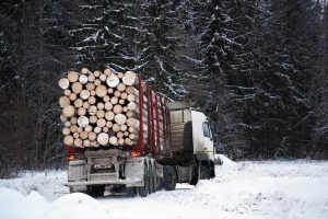 Suomija ir Švedija kritikuojamos dėl saugotinų miškų kirtimo