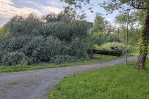 Malūno parke žnektelėjo medis: ir vėl pasidarbavo bebrai?