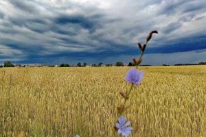Orai Lietuvoje: prognozuojami karščiai, perkūnija, gūsingas vėjas