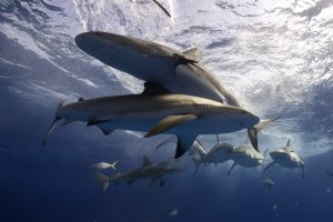 Tragedija Bahamose: rykliai mirtinai sudraskė jauną amerikietę
