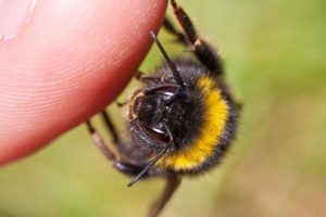 Pražudyti gali net ir vienos bitės nuodai